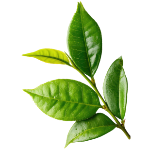 ダージリン茶葉